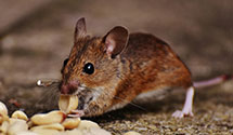 24 Hour & Emergency Exterminators in Sheridan, MT
